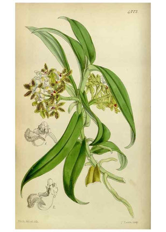 Reproducción/Reproduction 8599416577: Curtis's botanical magazine.. London ;New York [etc.] :Academic Press [etc.]