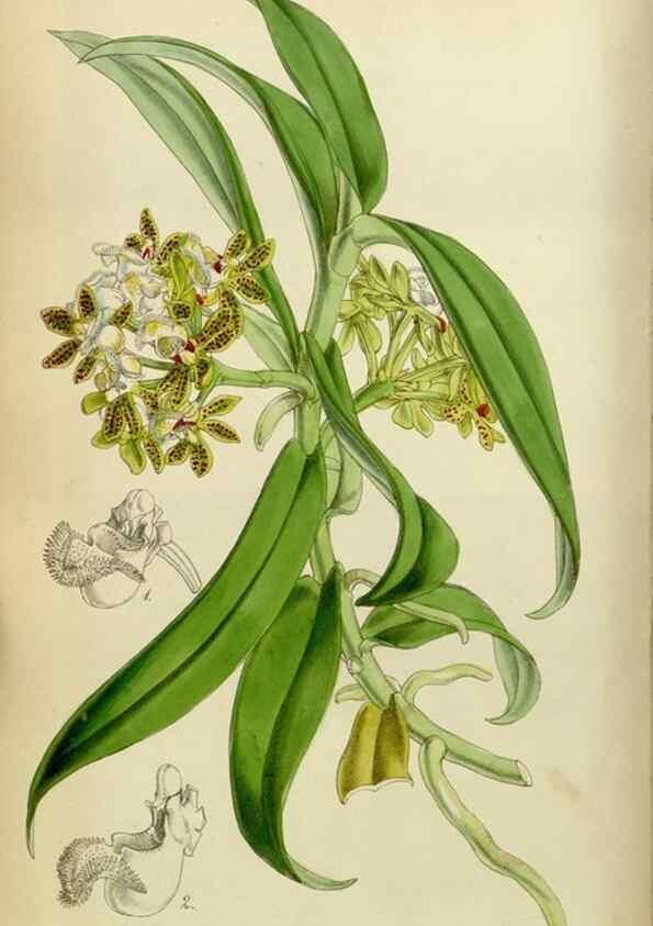 Reproducción/Reproduction 8599416577: Curtis's botanical magazine.. London ;New York [etc.] :Academic Press [etc.]