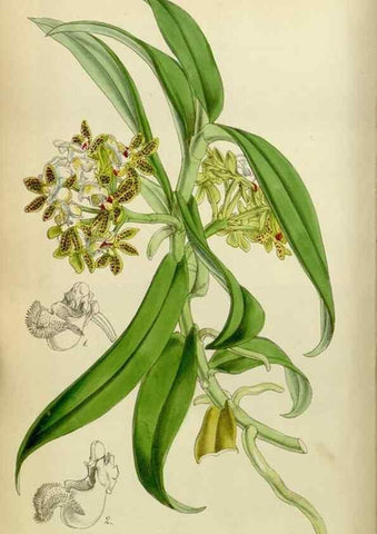 Reproducción/Reproduction 8599416577: Curtis's botanical magazine.. London ;New York [etc.] :Academic Press [etc.]