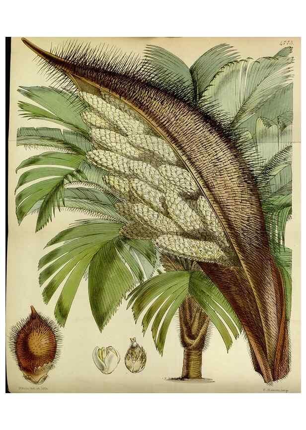 Reproducción/Reproduction 8599417579: Curtis's botanical magazine.. London ;New York [etc.] :Academic Press [etc.]