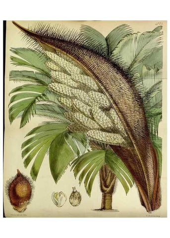 Reproducción/Reproduction 8599417579: Curtis's botanical magazine.. London ;New York [etc.] :Academic Press [etc.]