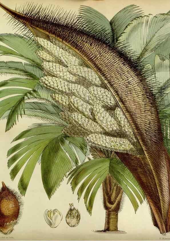 Reproducción/Reproduction 8599417579: Curtis's botanical magazine.. London ;New York [etc.] :Academic Press [etc.]