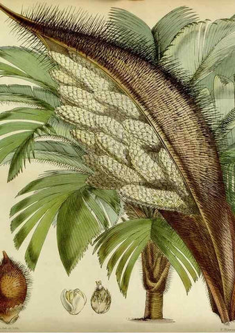 Reproducción/Reproduction 8599417579: Curtis's botanical magazine.. London ;New York [etc.] :Academic Press [etc.]