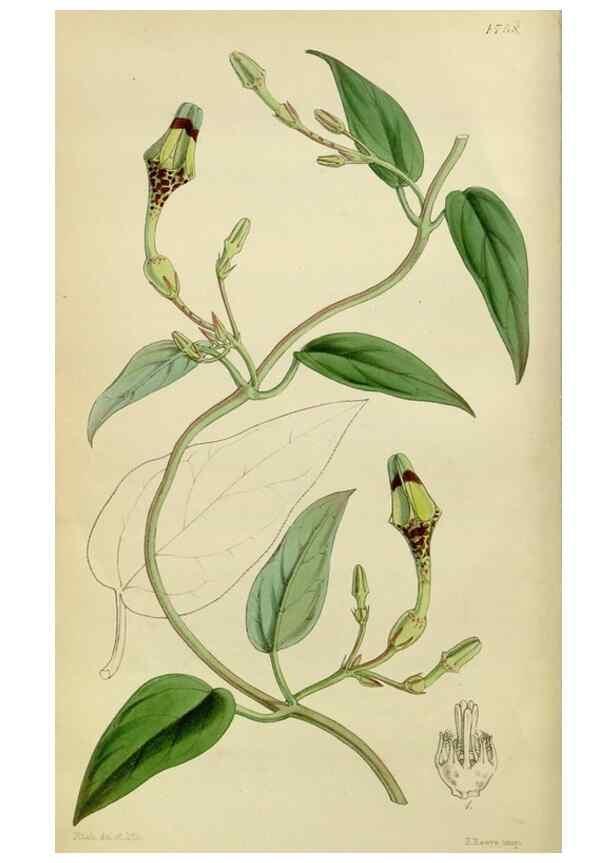 Reproducción/Reproduction 8599355427: Curtis's botanical magazine.. London ;New York [etc.] :Academic Press [etc.]