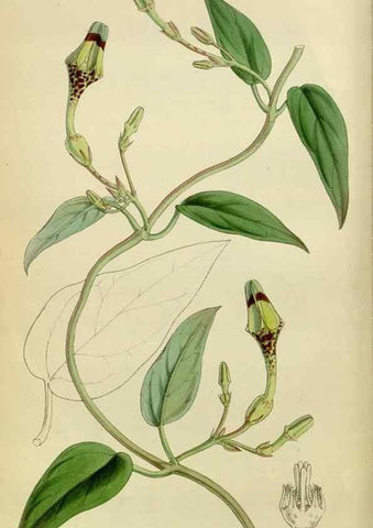 Reproducción/Reproduction 8599355427: Curtis's botanical magazine.. London ;New York [etc.] :Academic Press [etc.]
