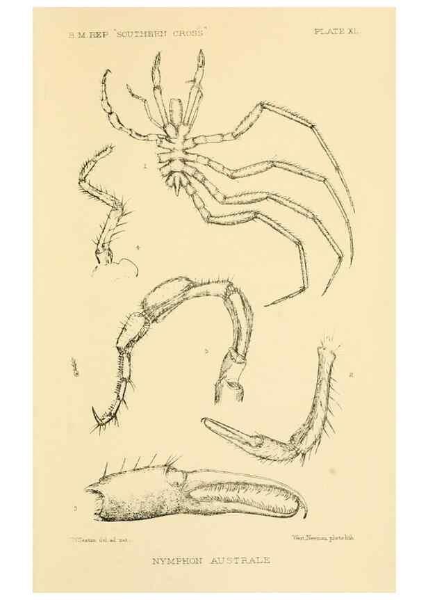 Reproducción/Reproduction 8596939429: Report on the collections of natural history made in the Antarctic regions during the voyage of the ""Southern Cross."". London :Printed by order of the Trustees,1902.