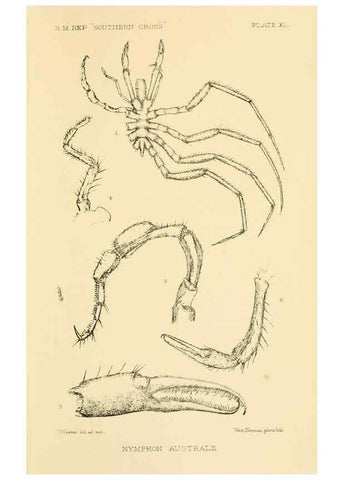 Reproducción/Reproduction 8596939429: Report on the collections of natural history made in the Antarctic regions during the voyage of the ""Southern Cross."". London :Printed by order of the Trustees,1902.