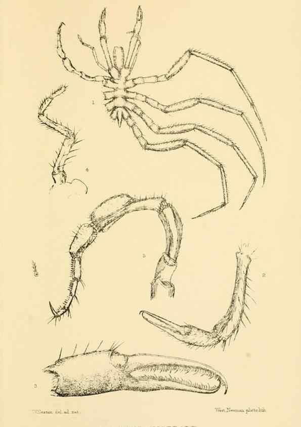 Reproducción/Reproduction 8596939429: Report on the collections of natural history made in the Antarctic regions during the voyage of the ""Southern Cross."". London :Printed by order of the Trustees,1902.