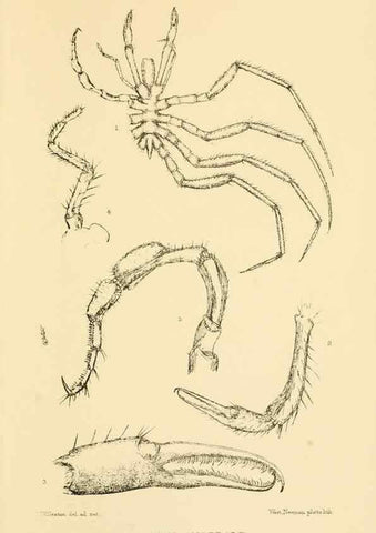 Reproducción/Reproduction 8596939429: Report on the collections of natural history made in the Antarctic regions during the voyage of the ""Southern Cross."". London :Printed by order of the Trustees,1902.