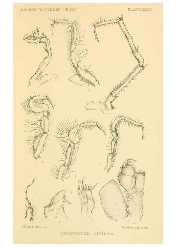 Reproducción/Reproduction 8596939003: Report on the collections of natural history made in the Antarctic regions during the voyage of the ""Southern Cross."". London :Printed by order of the Trustees,1902.