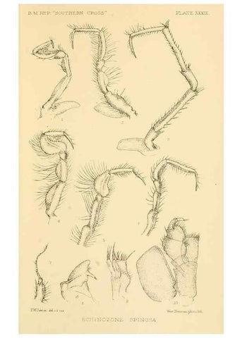 Reproducción/Reproduction 8596939003: Report on the collections of natural history made in the Antarctic regions during the voyage of the ""Southern Cross."". London :Printed by order of the Trustees,1902.