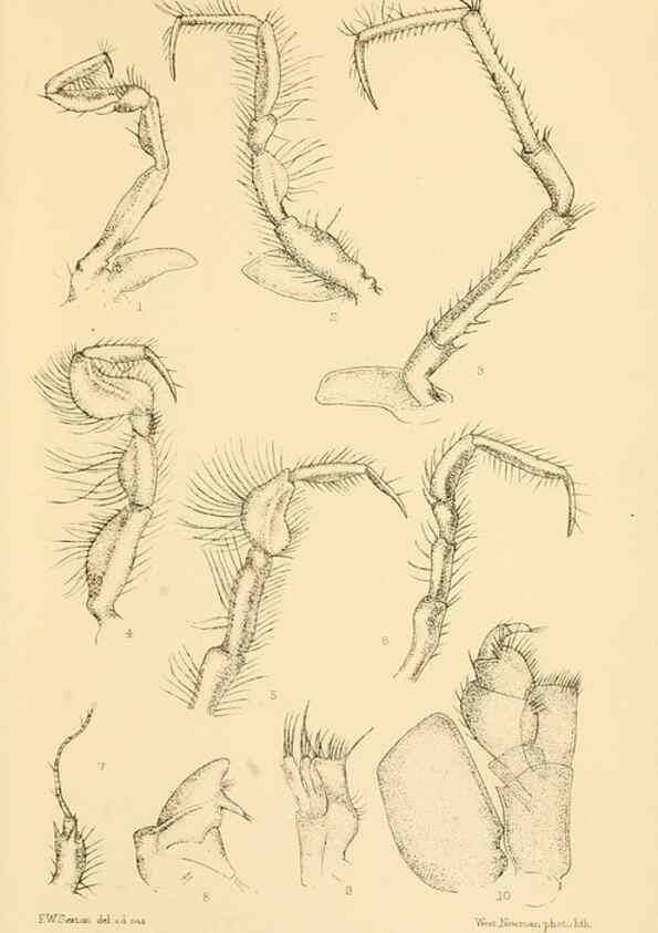 Reproducción/Reproduction 8596939003: Report on the collections of natural history made in the Antarctic regions during the voyage of the ""Southern Cross."". London :Printed by order of the Trustees,1902.