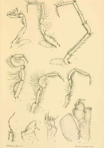 Reproducción/Reproduction 8596939003: Report on the collections of natural history made in the Antarctic regions during the voyage of the ""Southern Cross."". London :Printed by order of the Trustees,1902.