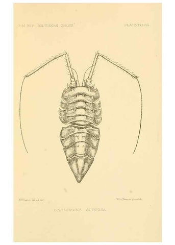 Reproducción/Reproduction 8598042088: Report on the collections of natural history made in the Antarctic regions during the voyage of the ""Southern Cross."". London :Printed by order of the Trustees,1902.