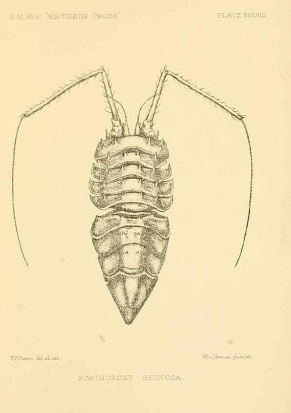 Reproducción/Reproduction 8598042088: Report on the collections of natural history made in the Antarctic regions during the voyage of the ""Southern Cross."". London :Printed by order of the Trustees,1902.