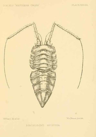 Reproducción/Reproduction 8598042088: Report on the collections of natural history made in the Antarctic regions during the voyage of the ""Southern Cross."". London :Printed by order of the Trustees,1902.