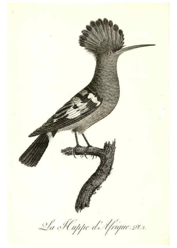 Reproducción/Reproduction 8597957508: Histoire naturelle et générale des colibris, oiseaux-mouches, jacamars et promerops /. A Paris,chez Desray,an XI=1802.