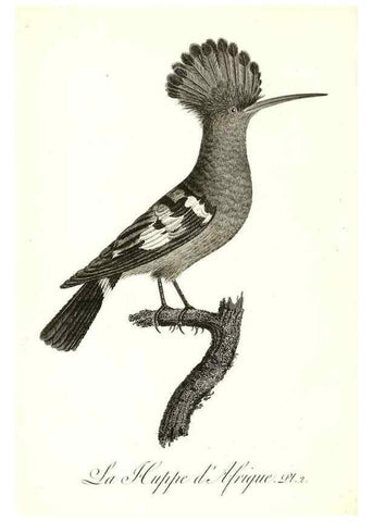 Reproducción/Reproduction 8597957508: Histoire naturelle et générale des colibris, oiseaux-mouches, jacamars et promerops /. A Paris,chez Desray,an XI=1802.