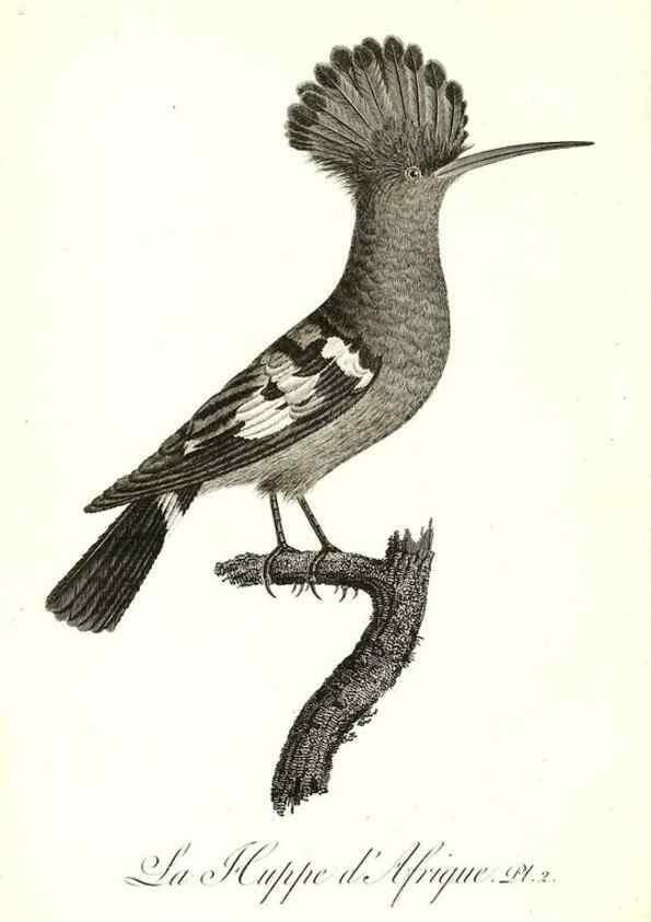Reproducción/Reproduction 8597957508: Histoire naturelle et générale des colibris, oiseaux-mouches, jacamars et promerops /. A Paris,chez Desray,an XI=1802.