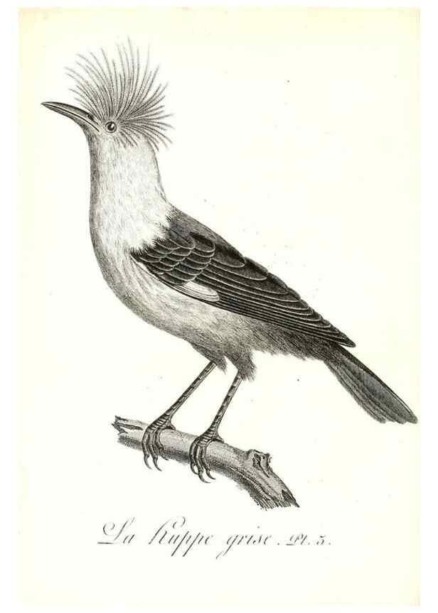 Reproducción/Reproduction 8597957766: Histoire naturelle et générale des colibris, oiseaux-mouches, jacamars et promerops /. A Paris,chez Desray,an XI=1802.