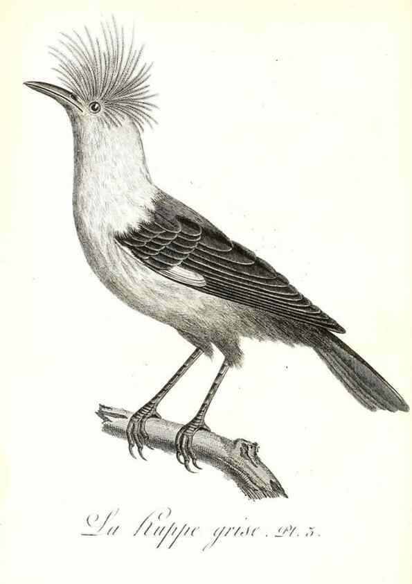 Reproducción/Reproduction 8597957766: Histoire naturelle et générale des colibris, oiseaux-mouches, jacamars et promerops /. A Paris,chez Desray,an XI=1802.