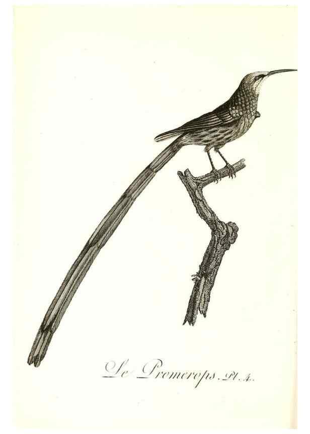 Reproducción/Reproduction 8596854231: Histoire naturelle et générale des colibris, oiseaux-mouches, jacamars et promerops /. A Paris,chez Desray,an XI=1802.