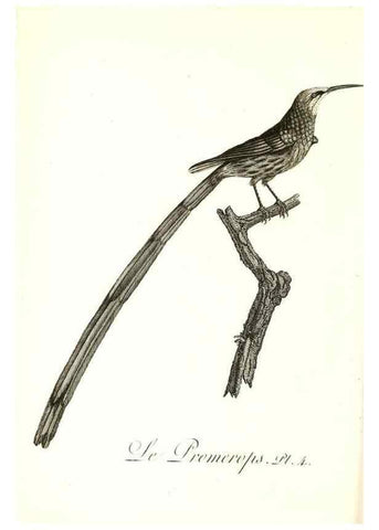 Reproducción/Reproduction 8596854231: Histoire naturelle et générale des colibris, oiseaux-mouches, jacamars et promerops /. A Paris,chez Desray,an XI=1802.
