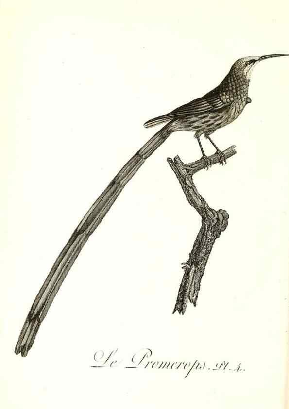 Reproducción/Reproduction 8596854231: Histoire naturelle et générale des colibris, oiseaux-mouches, jacamars et promerops /. A Paris,chez Desray,an XI=1802.