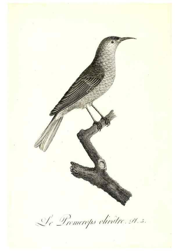 Reproducción/Reproduction 8596854449: Histoire naturelle et générale des colibris, oiseaux-mouches, jacamars et promerops /. A Paris,chez Desray,an XI=1802.