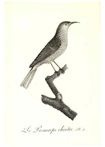 Reproducción/Reproduction 8596854449: Histoire naturelle et générale des colibris, oiseaux-mouches, jacamars et promerops /. A Paris,chez Desray,an XI=1802.