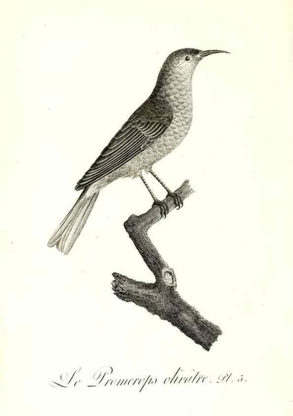 Reproducción/Reproduction 8596854449: Histoire naturelle et générale des colibris, oiseaux-mouches, jacamars et promerops /. A Paris,chez Desray,an XI=1802.