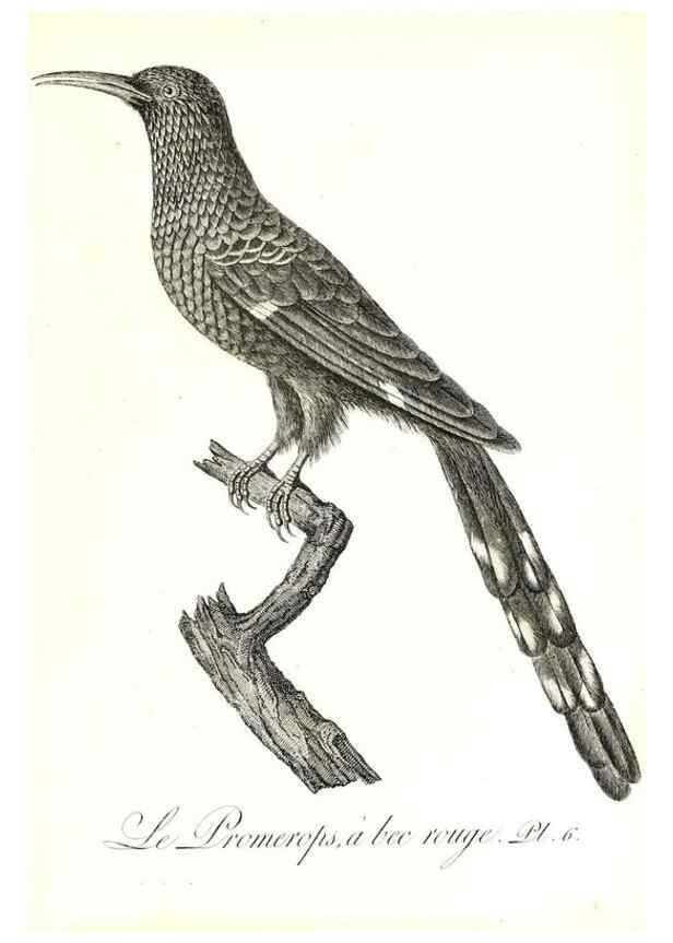 Reproducción/Reproduction 8597958654: Histoire naturelle et générale des colibris, oiseaux-mouches, jacamars et promerops /. A Paris,chez Desray,an XI=1802.