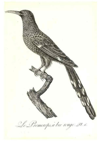 Reproducción/Reproduction 8597958654: Histoire naturelle et générale des colibris, oiseaux-mouches, jacamars et promerops /. A Paris,chez Desray,an XI=1802.