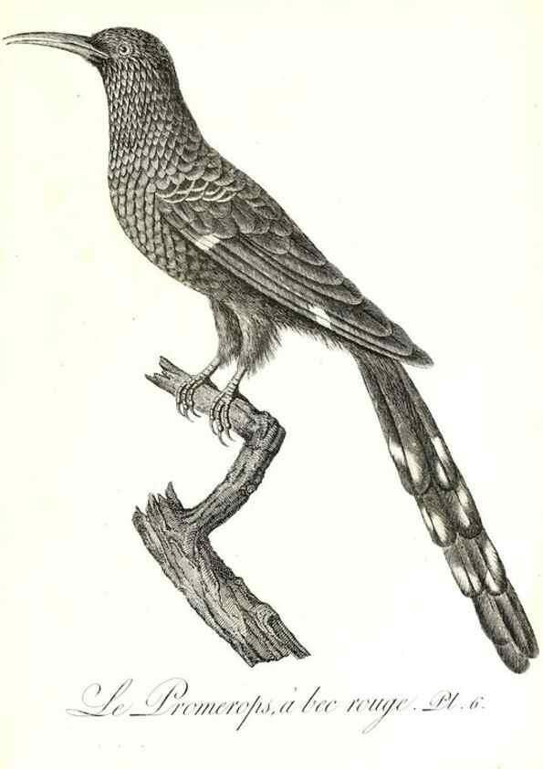 Reproducción/Reproduction 8597958654: Histoire naturelle et générale des colibris, oiseaux-mouches, jacamars et promerops /. A Paris,chez Desray,an XI=1802.