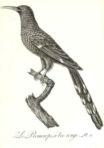Reproducción/Reproduction 8597958654: Histoire naturelle et générale des colibris, oiseaux-mouches, jacamars et promerops /. A Paris,chez Desray,an XI=1802.