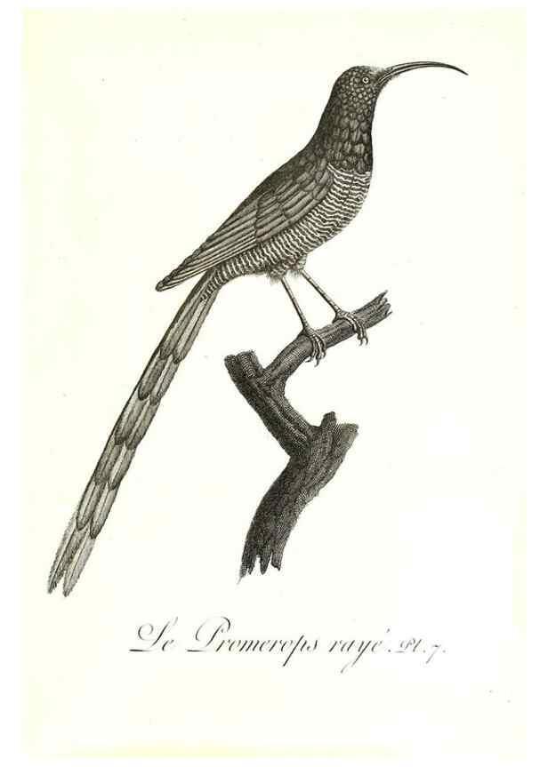 Reproducción/Reproduction 8596855007: Histoire naturelle et générale des colibris, oiseaux-mouches, jacamars et promerops /. A Paris,chez Desray,an XI=1802.