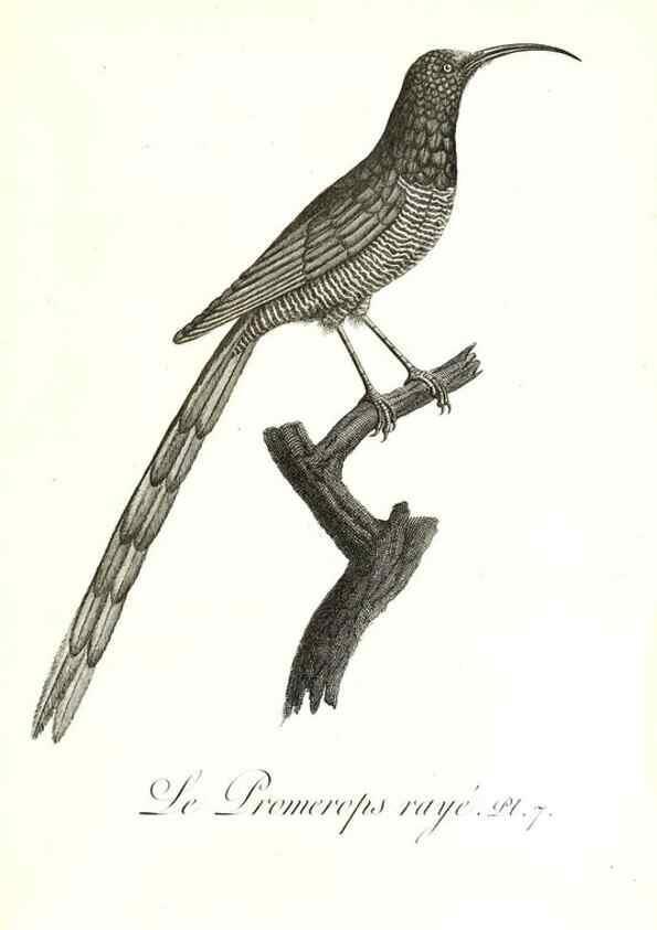 Reproducción/Reproduction 8596855007: Histoire naturelle et générale des colibris, oiseaux-mouches, jacamars et promerops /. A Paris,chez Desray,an XI=1802.