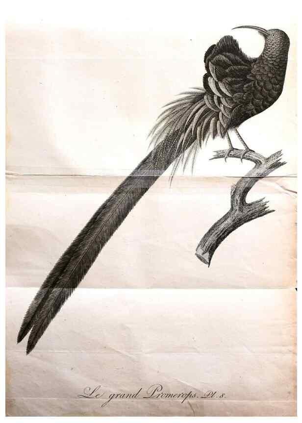 Reproducción/Reproduction 8597959504: Histoire naturelle et générale des colibris, oiseaux-mouches, jacamars et promerops /. A Paris,chez Desray,an XI=1802.
