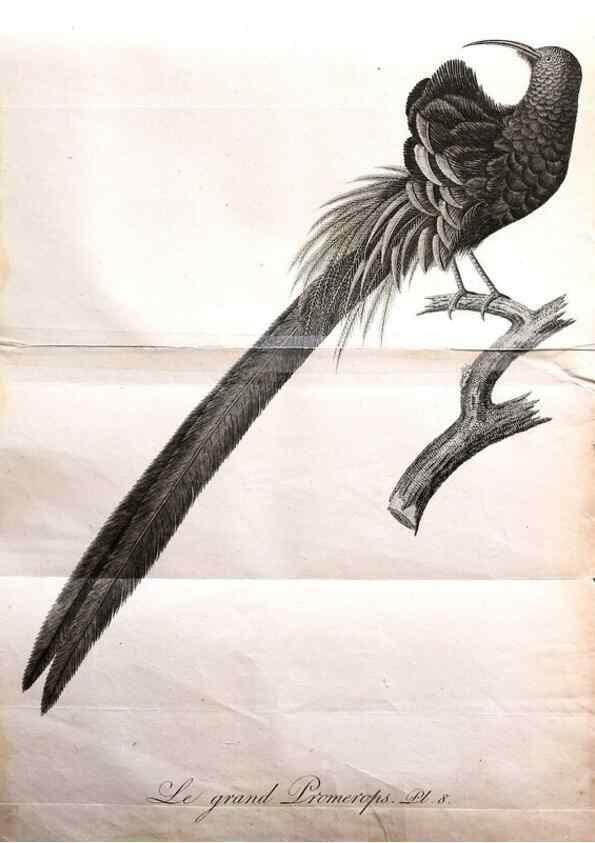 Reproducción/Reproduction 8597959504: Histoire naturelle et générale des colibris, oiseaux-mouches, jacamars et promerops /. A Paris,chez Desray,an XI=1802.