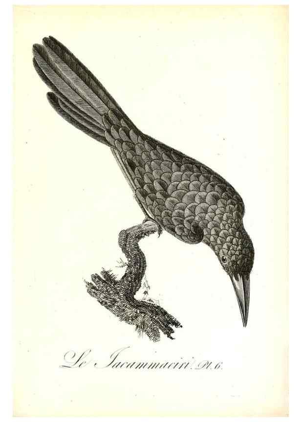 Reproducción/Reproduction 8596853171: Histoire naturelle et générale des colibris, oiseaux-mouches, jacamars et promerops /. A Paris,chez Desray,an XI=1802.