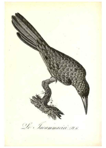 Reproducción/Reproduction 8596853171: Histoire naturelle et générale des colibris, oiseaux-mouches, jacamars et promerops /. A Paris,chez Desray,an XI=1802.
