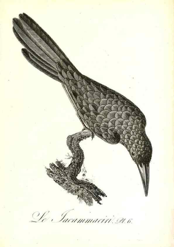 Reproducción/Reproduction 8596853171: Histoire naturelle et générale des colibris, oiseaux-mouches, jacamars et promerops /. A Paris,chez Desray,an XI=1802.