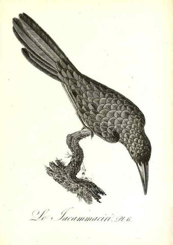 Reproducción/Reproduction 8596853171: Histoire naturelle et générale des colibris, oiseaux-mouches, jacamars et promerops /. A Paris,chez Desray,an XI=1802.