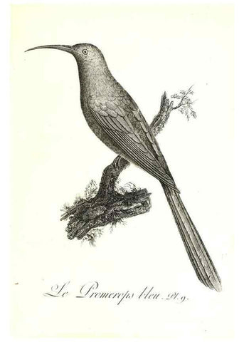 Reproducción/Reproduction 8596855939: Histoire naturelle et générale des colibris, oiseaux-mouches, jacamars et promerops /. A Paris,chez Desray,an XI=1802.