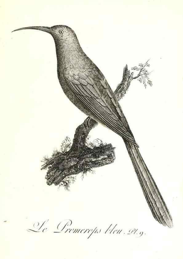 Reproducción/Reproduction 8596855939: Histoire naturelle et générale des colibris, oiseaux-mouches, jacamars et promerops /. A Paris,chez Desray,an XI=1802.