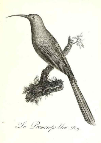 Reproducción/Reproduction 8596855939: Histoire naturelle et générale des colibris, oiseaux-mouches, jacamars et promerops /. A Paris,chez Desray,an XI=1802.