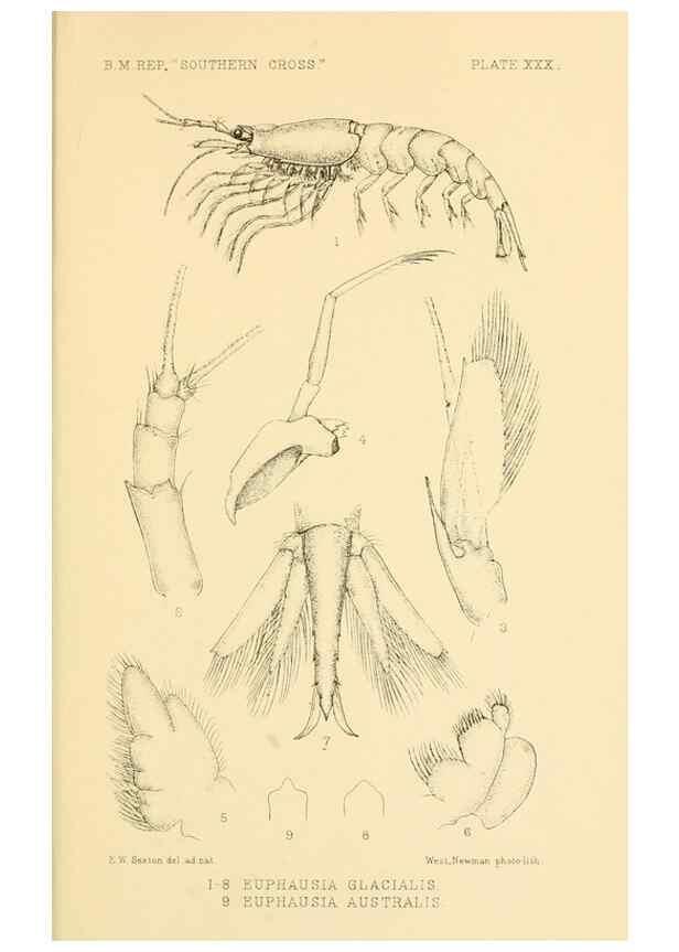 Reproducción/Reproduction 8596935225: Report on the collections of natural history made in the Antarctic regions during the voyage of the ""Southern Cross."". London :Printed by order of the Trustees,1902.