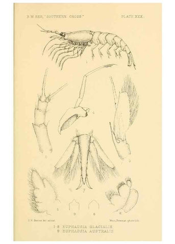 Reproducción/Reproduction 8596935225: Report on the collections of natural history made in the Antarctic regions during the voyage of the ""Southern Cross."". London :Printed by order of the Trustees,1902.