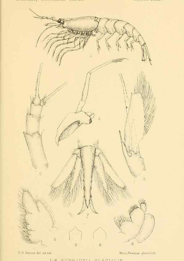 Reproducción/Reproduction 8596935225: Report on the collections of natural history made in the Antarctic regions during the voyage of the ""Southern Cross."". London :Printed by order of the Trustees,1902.