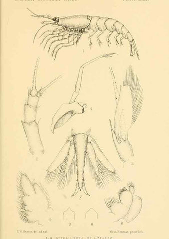 Reproducción/Reproduction 8596935225: Report on the collections of natural history made in the Antarctic regions during the voyage of the ""Southern Cross."". London :Printed by order of the Trustees,1902.
